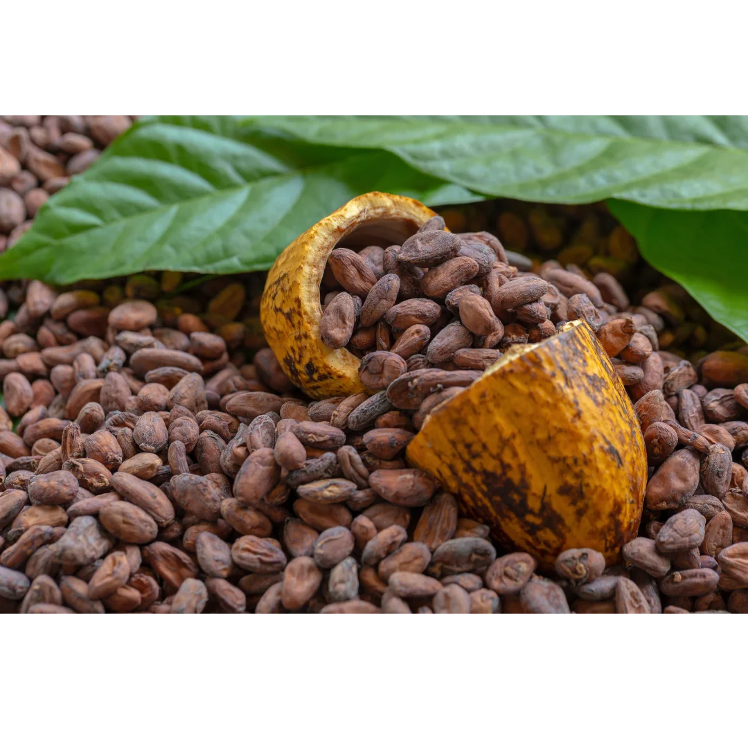 Ingredient Spotlight: Cocoa