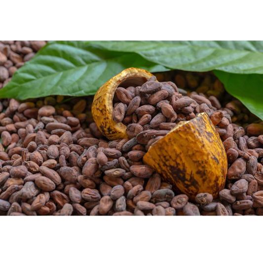 Ingredient Spotlight: Cocoa