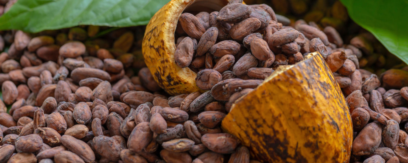 Cacao